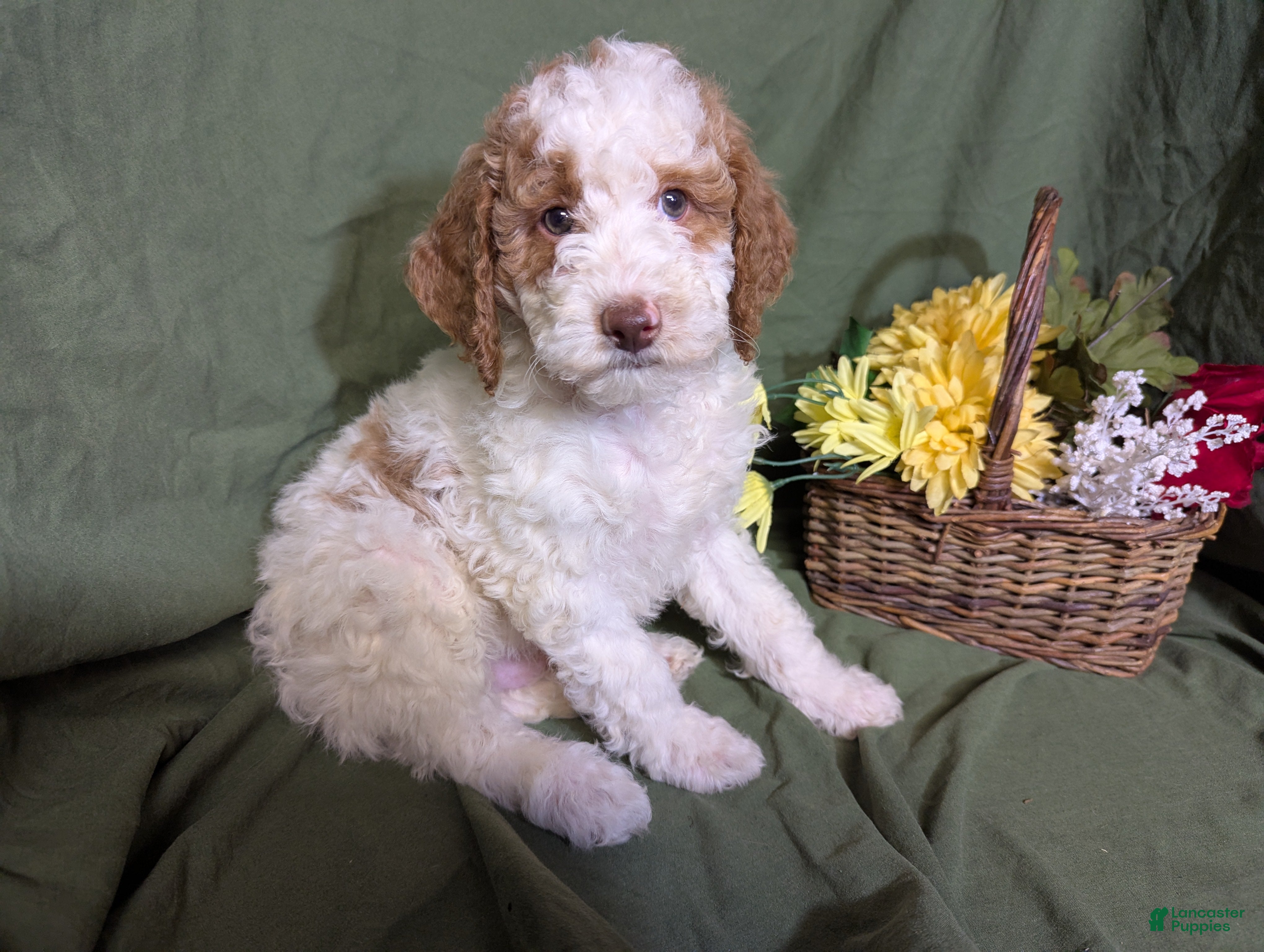 Mixed Breed dogs Prince - Ad 2