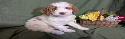Mixed Breed dogs for sale: Prince - Ad 2