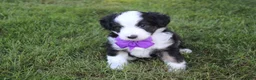 Mini Aussiedoodle dogs for sale: Kenny 💎 - Ad 6