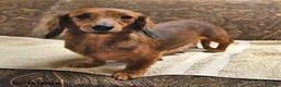 Miniature Dachshund dogs for sale: Dixie  - Ad 6