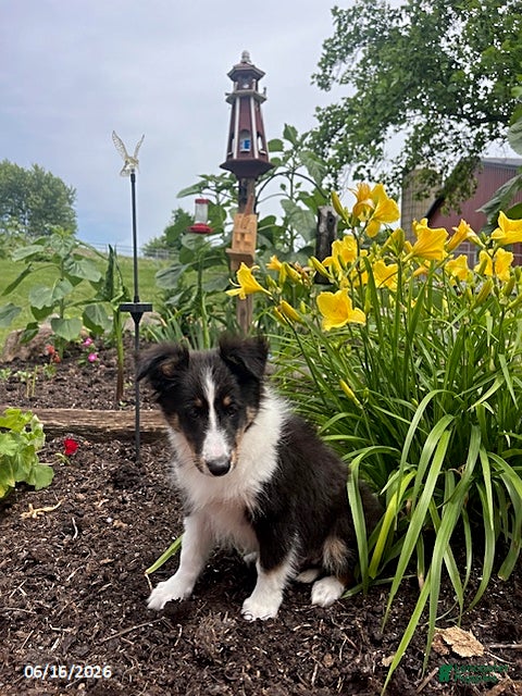 Shetland Sheepdog dogs Casey - Ad 2