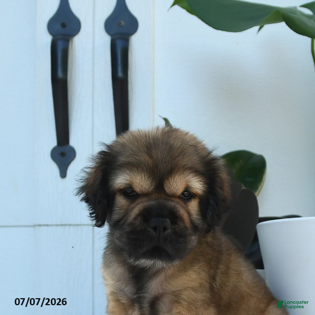 Mini Hippo dogs for sale: Willow - Ad 2