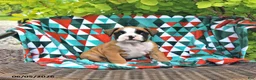 Boxer dogs for sale: Tanner - Ad 1
