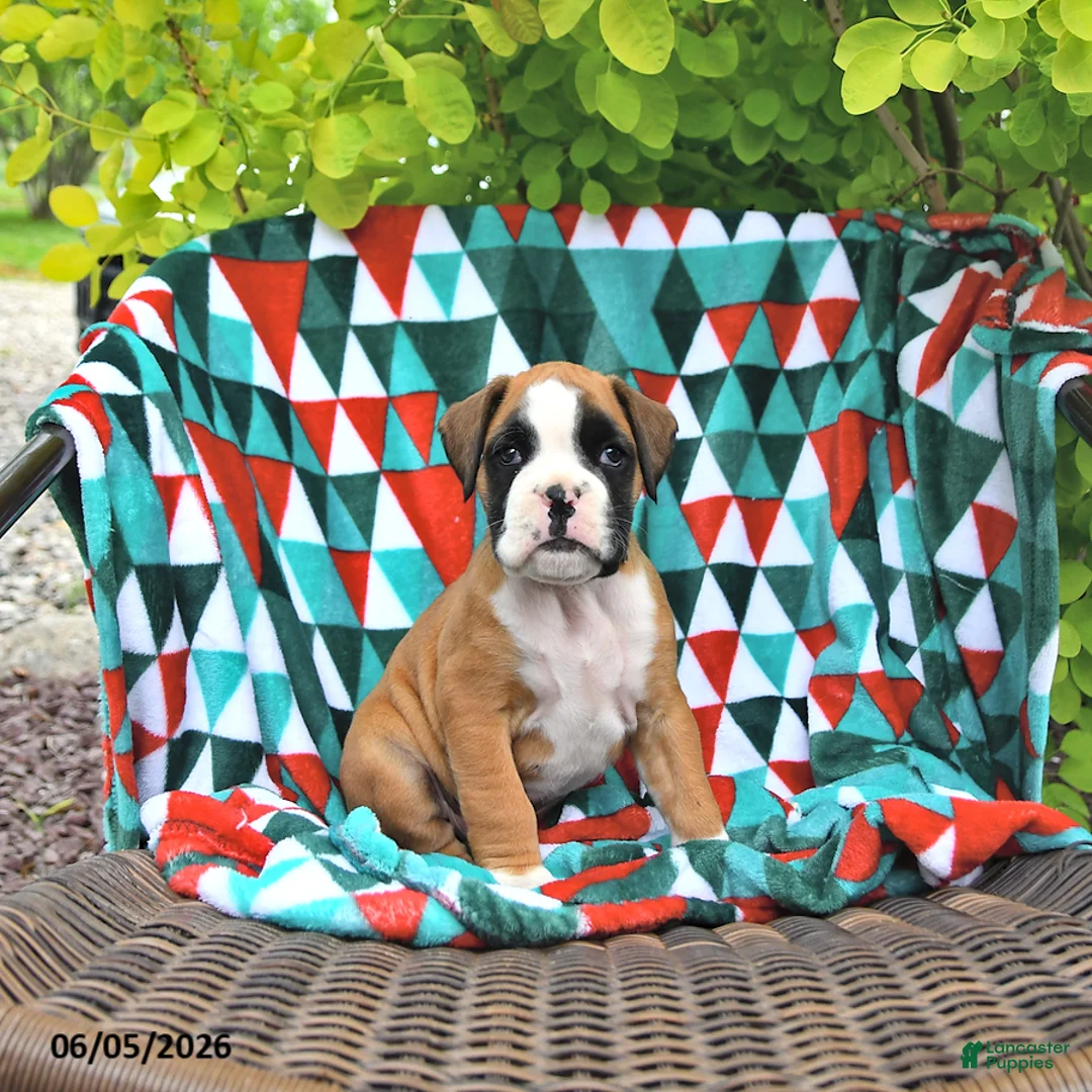 Boxer dogs for sale: Tanner - Ad 1