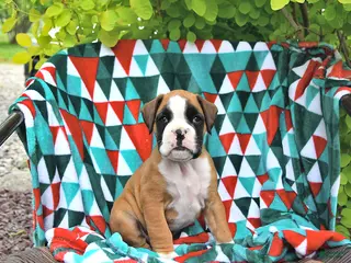 Boxer dogs for sale: Tanner - Ad 2
