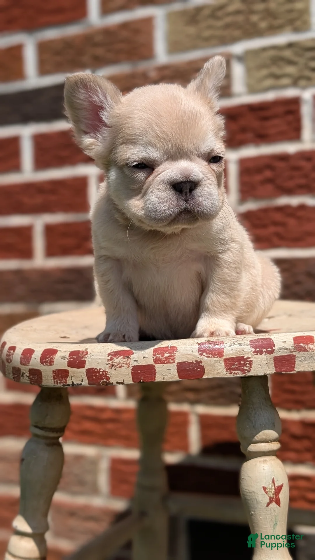French Bulldog dogs for sale: Elena - Ad 2
