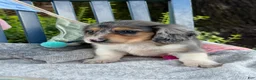 Miniature Dachshund dogs for sale: Theo - Ad 10