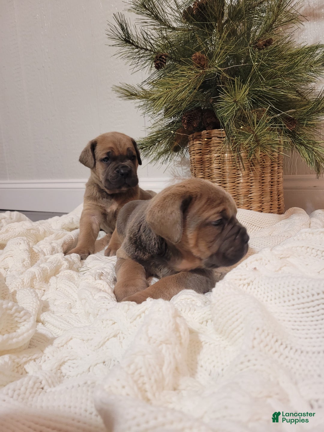 Cane Corso dogs for sale: Hank - Ad 8