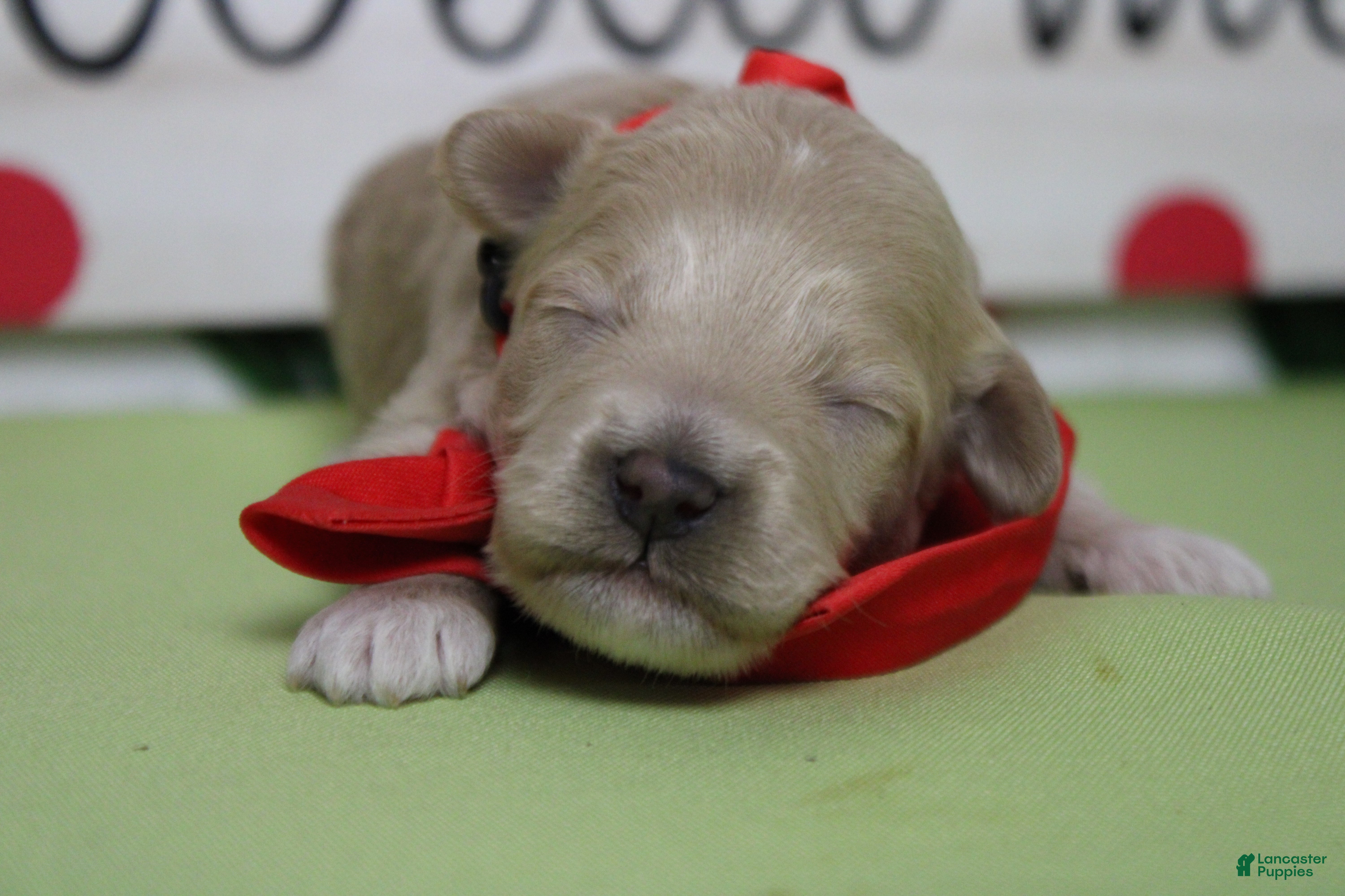 Havapoo dogs charlie  - Ad 20