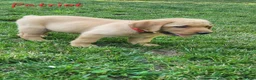 Labrador Retriever dogs for sale: Patriot - Ad 8