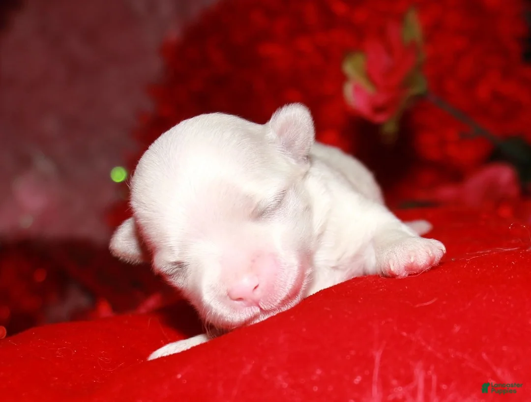 Maltese dogs for sale: Makai - Ad 1