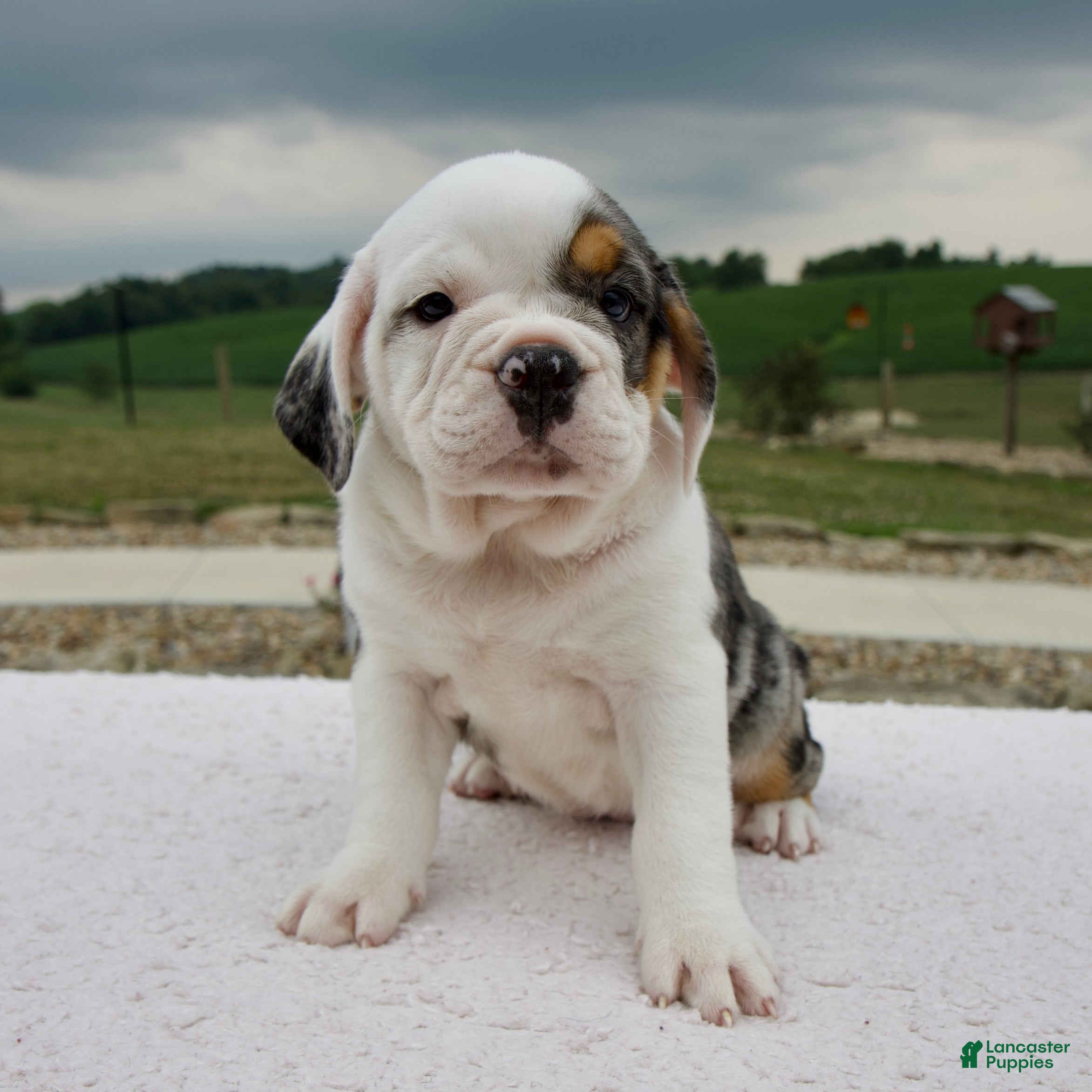 Beabull dogs Alice - Ad 1