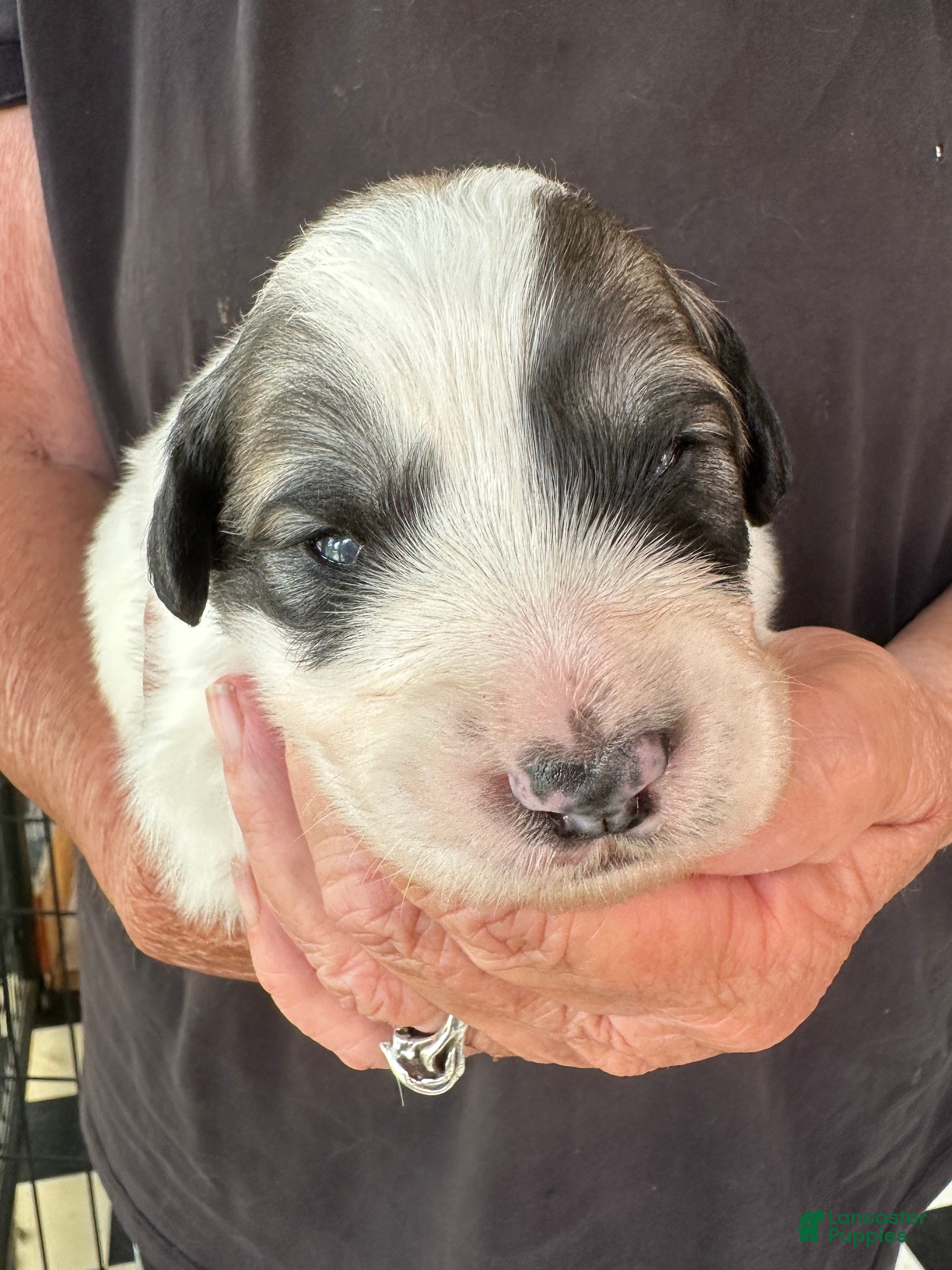 Great Pyrenees dogs Zinnia - Ad 1