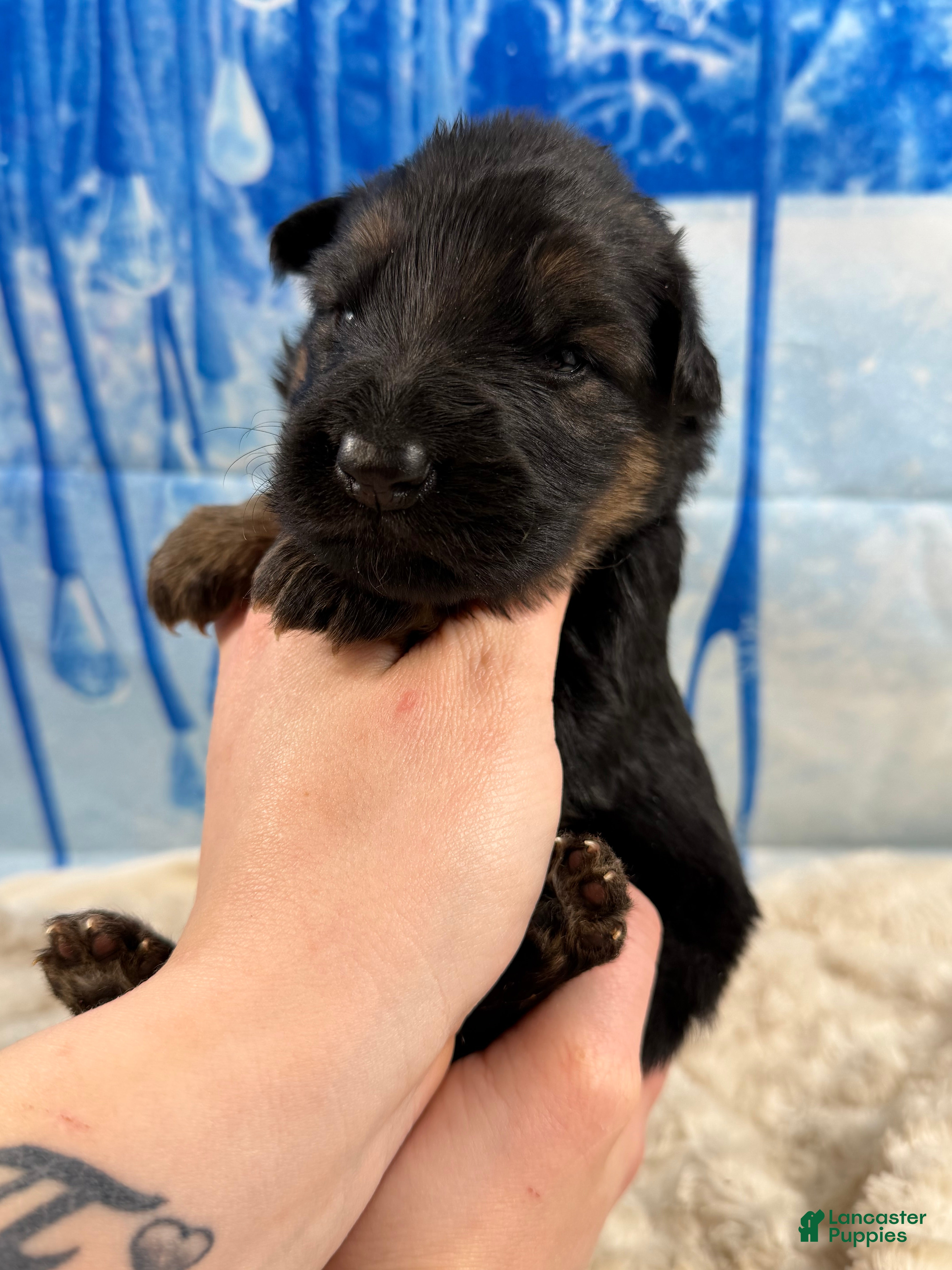 German Shepherd dogs Lh Champion bred import girl - Ad 2