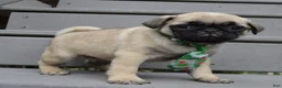 Pug dogs for sale: Paxton - Ad 5
