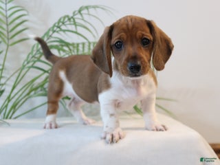 Miniature Dachshund dogs Trixie - Ad 12