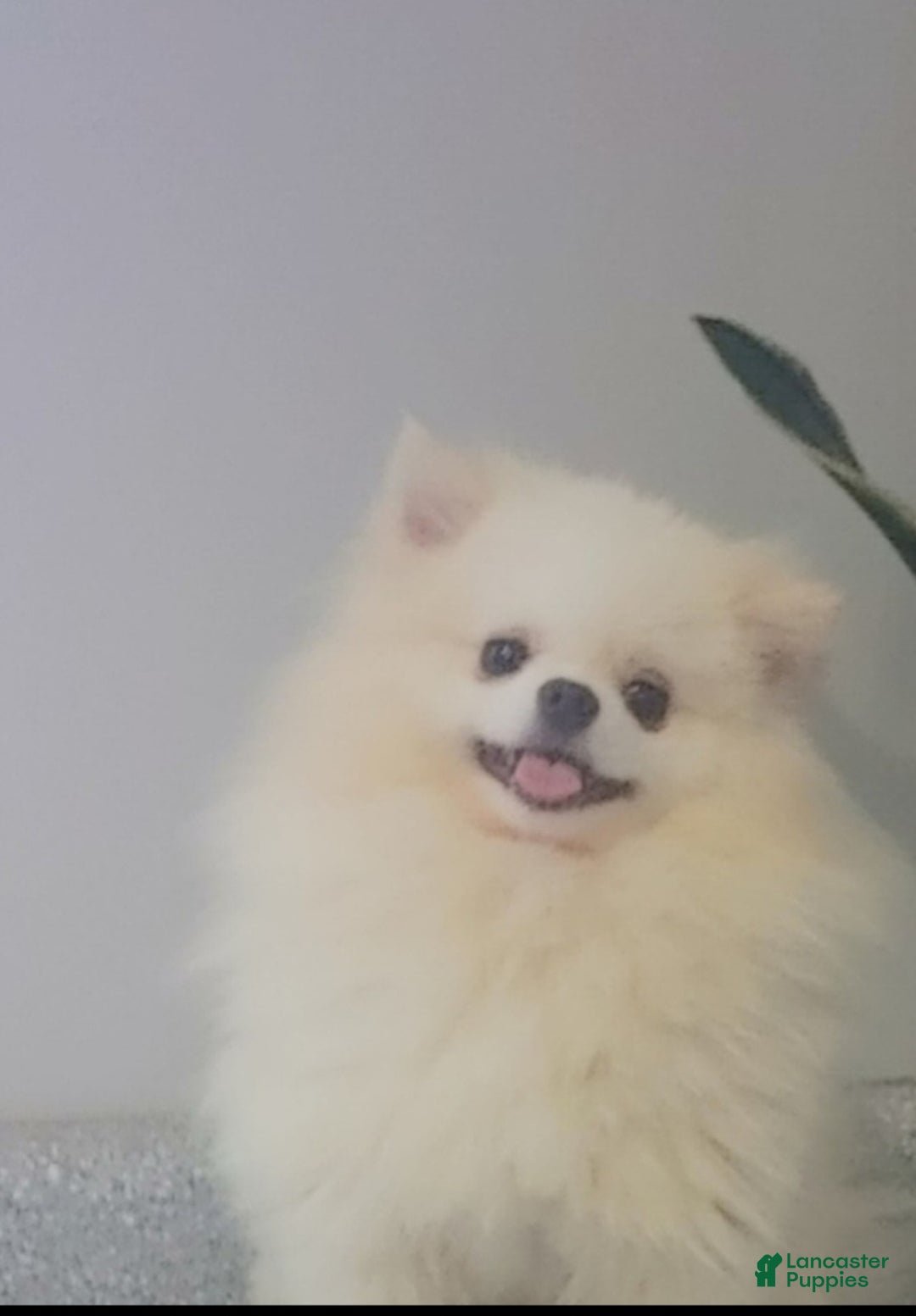 Pomeranian dogs for sale: Tiny Snow Fairy - Ad 8