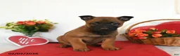 Belgian Malinois dogs for sale: Rhia - Ad 4