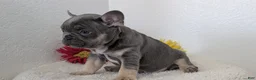 French Bulldog dogs for sale: Turbo - Ad 5