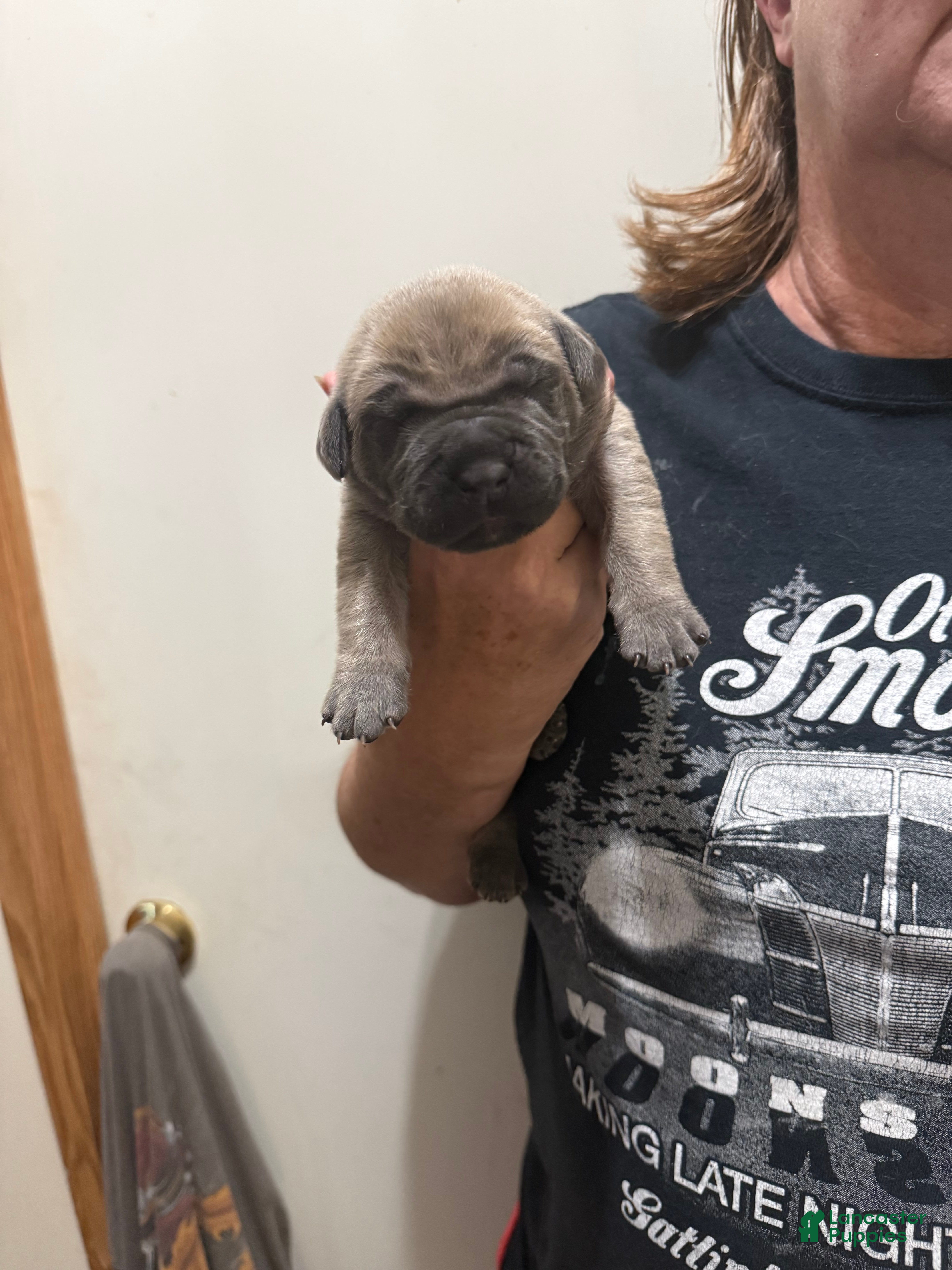 Cane Corso dogs Cane Corso 2 Formentino  - Ad 2