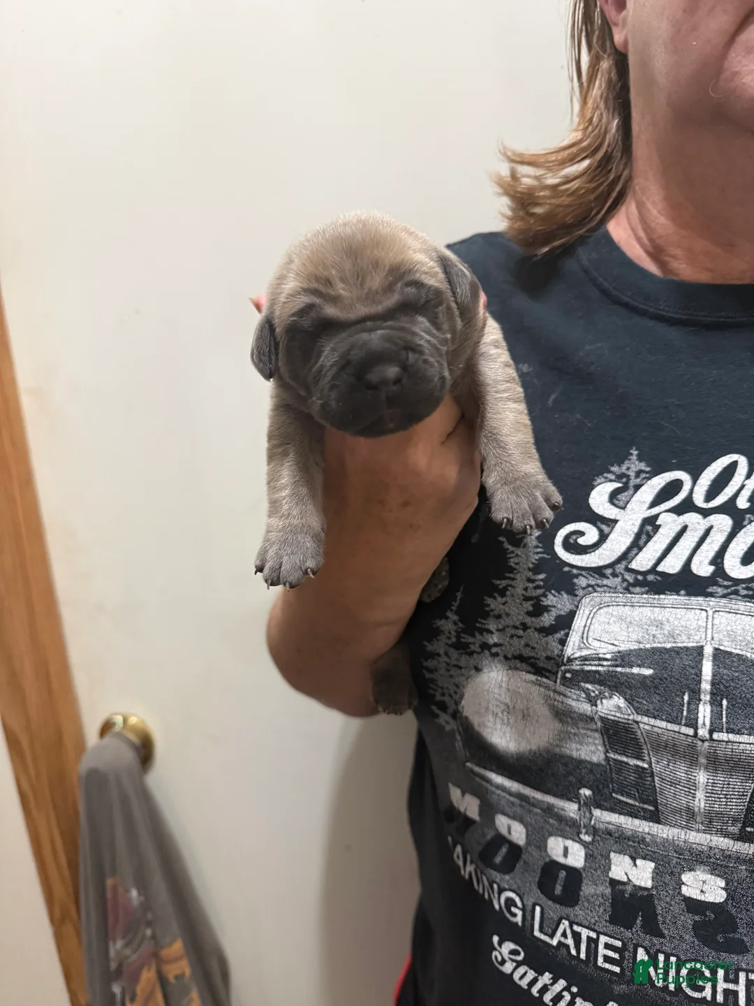 Cane Corso dogs for sale: Cane Corso 2 Formentino  - Ad 2