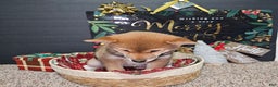 Shiba Inu dogs for sale: Mika - Ad 10