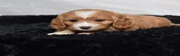 Cavapoo dogs for sale: Wren - Ad 5