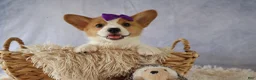Welsh Corgi Pembroke dogs for sale: Zoey 🌸 - Ad 14