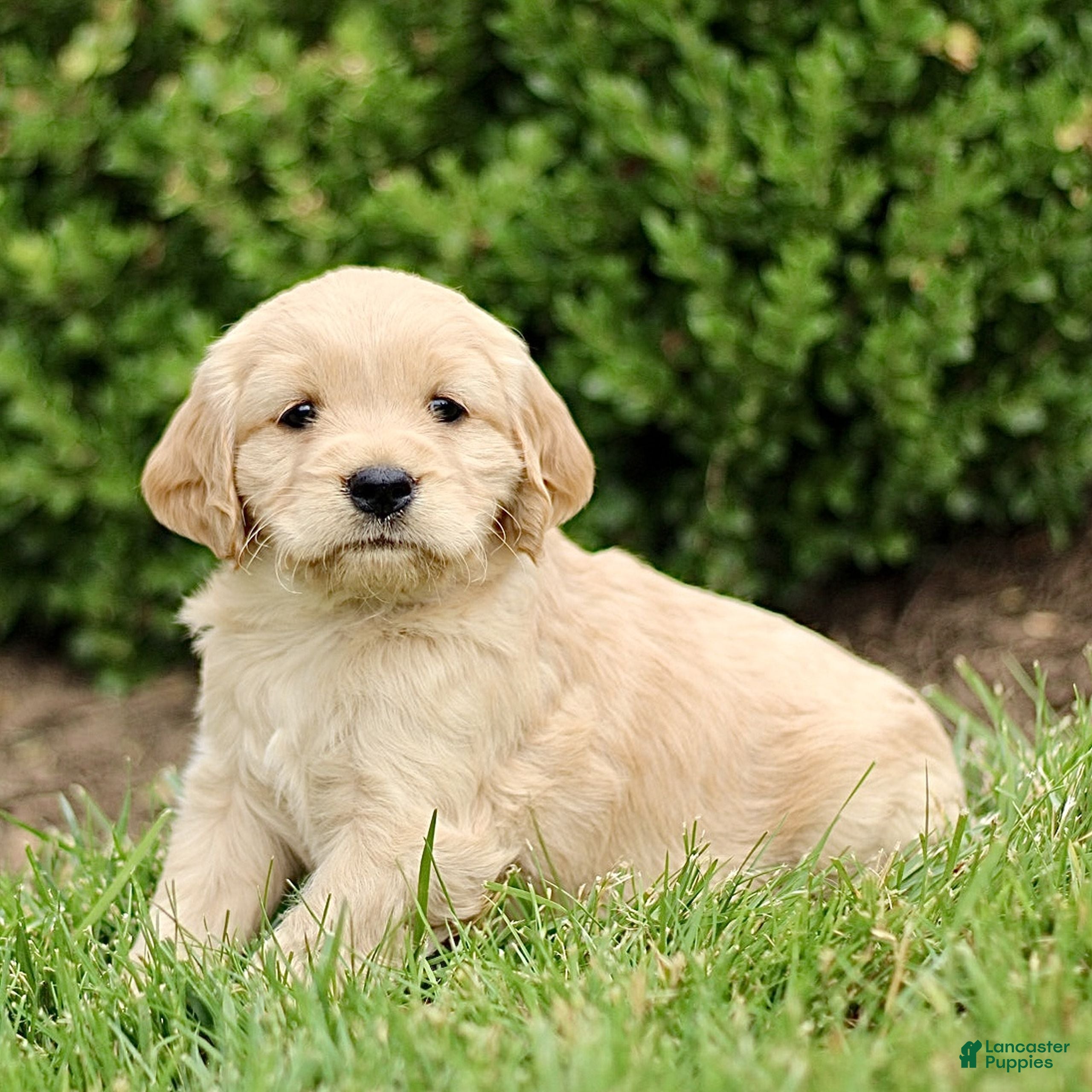 Miniature Golden Retriever dogs Trish  - Ad 2