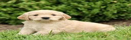 Miniature Golden Retriever dogs for sale: Trish  - Ad 2