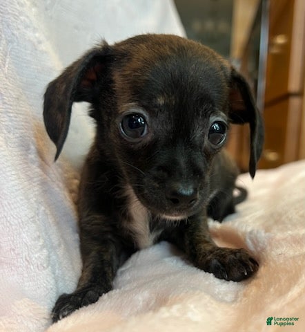 Chiweenie dogs Beatrice - Ad 2