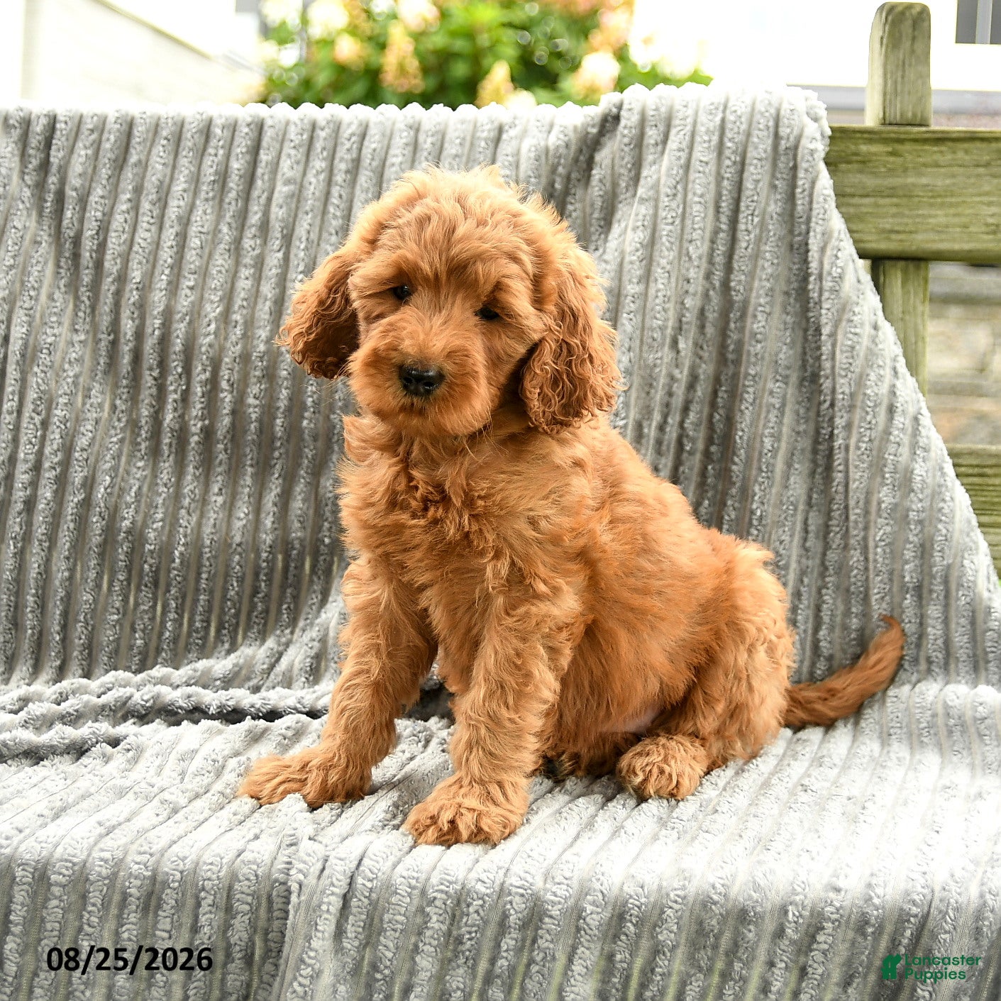 Goldendoodle dogs Fifi - Ad 1