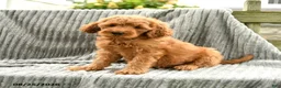 Goldendoodle dogs for sale: Fifi - Ad 1