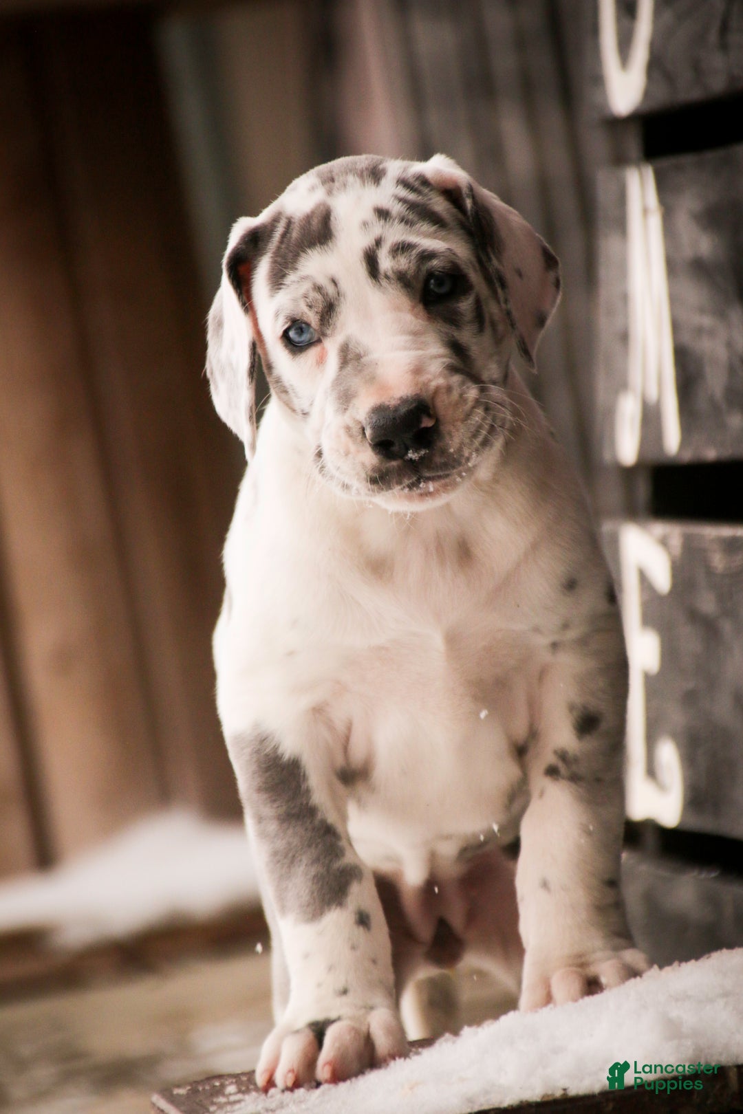 Great Dane dogs for sale: Emily - Ad 11