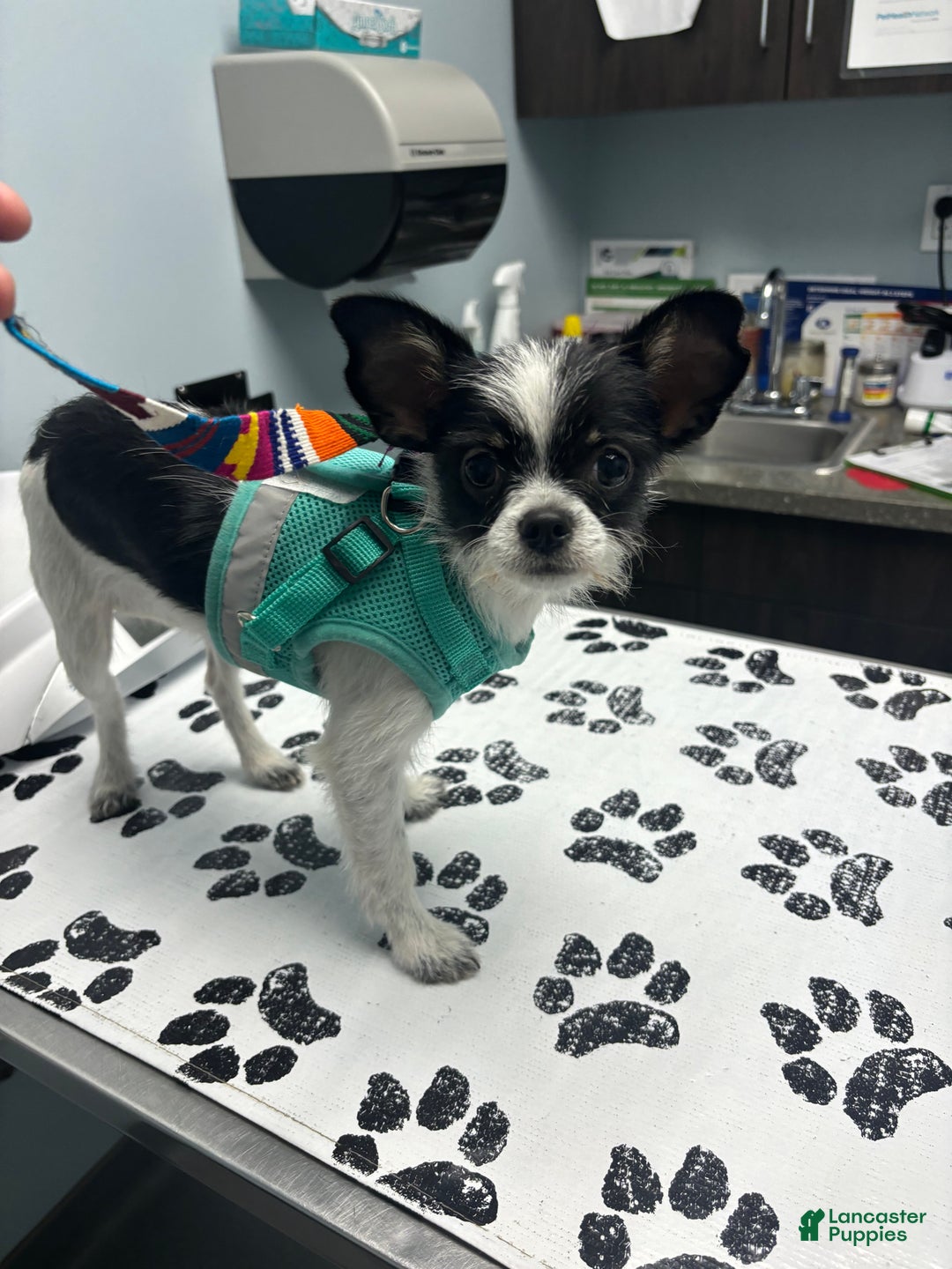 Chihuahua dogs for sale: Chihuahua Puppy 2 - Ad 2