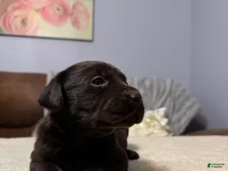 Labrador Retriever dogs for sale: Mia-English Champ lines Labrador Retriever Puppy 4 - Ad 3