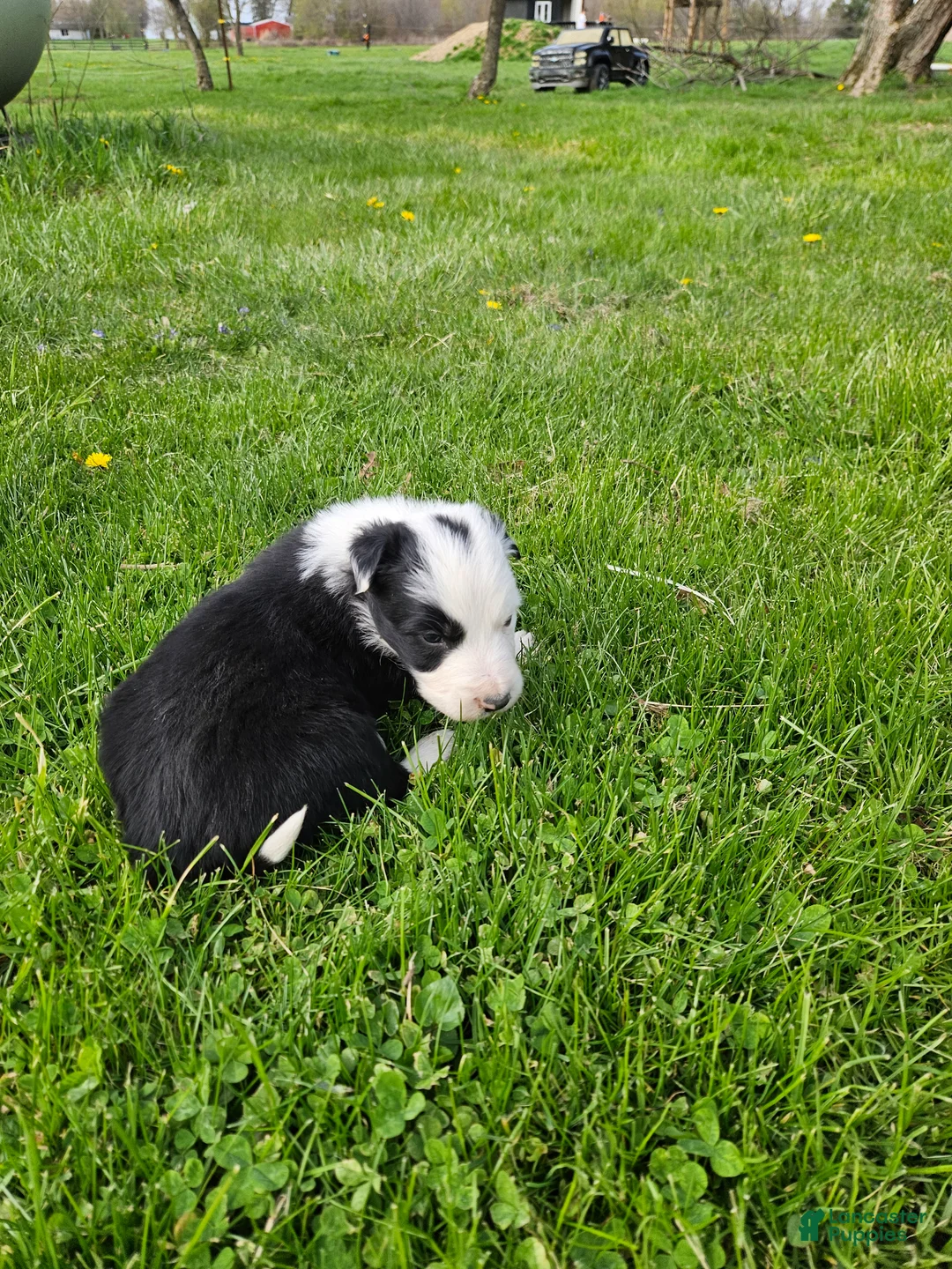Border Collie dogs for sale: Scotty - Ad 2