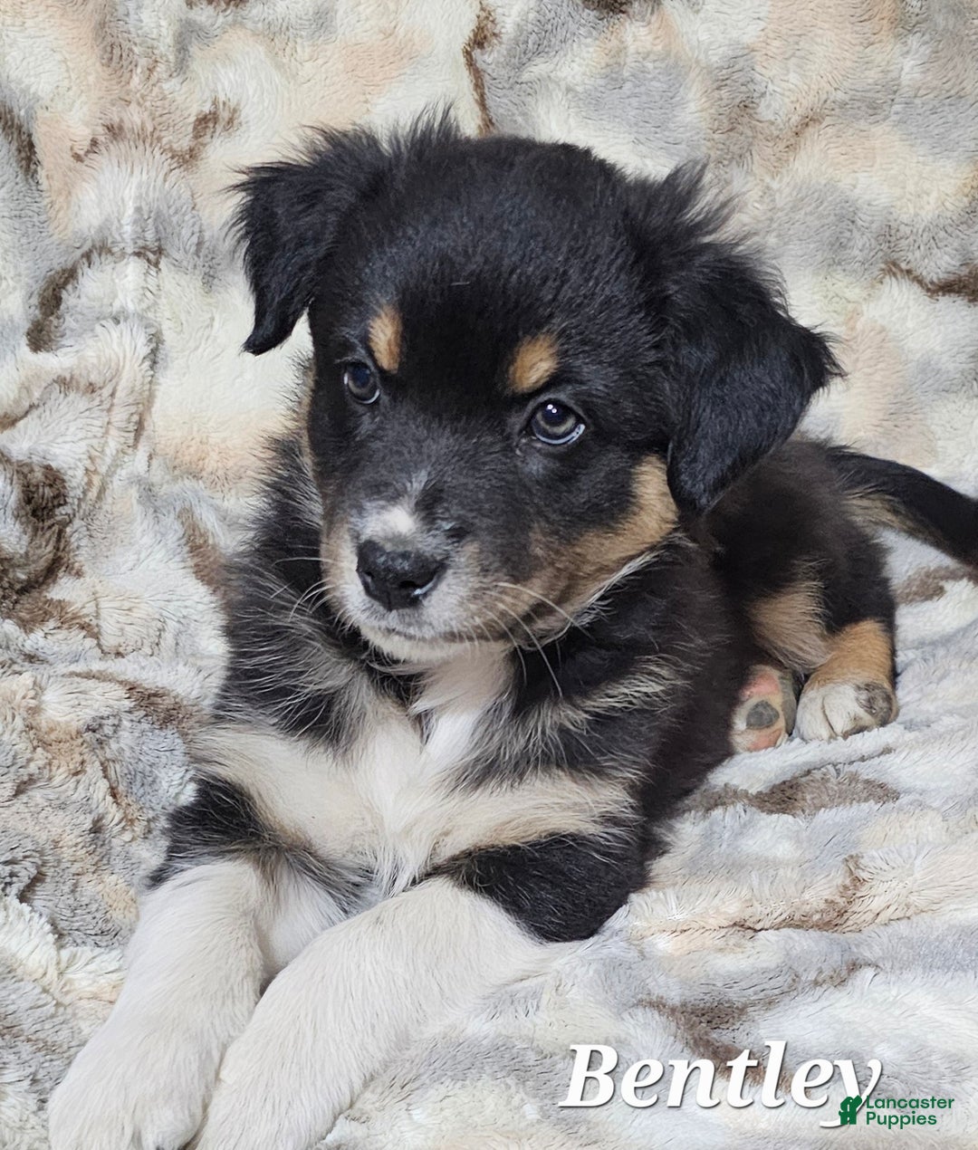 Australian Shepherd dogs for sale: BENTLEY  - Ad 2