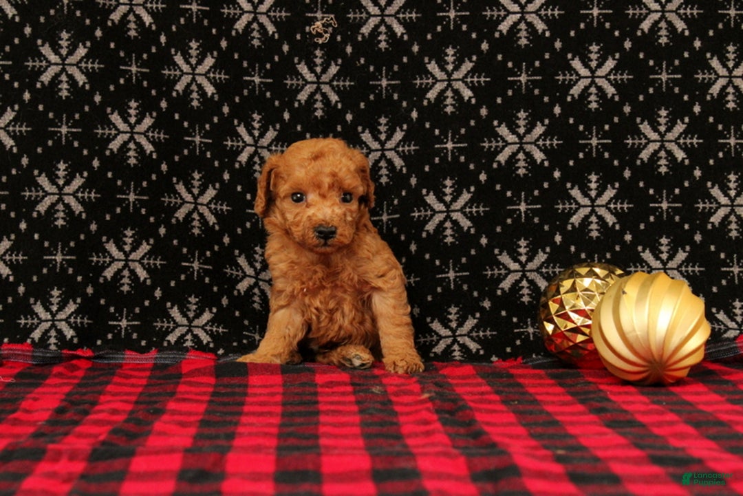 Miniature Poodle dogs for sale: Wagler - Ad 3