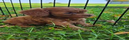 Cavapoo dogs for sale: Belle - Ad 10