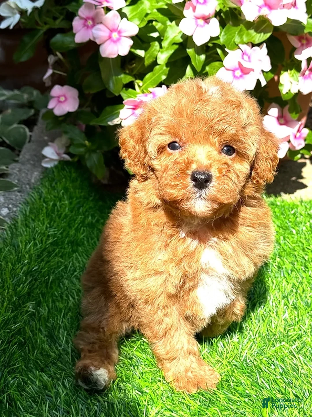 Toy Poodle dogs for sale: Toy Poodle Puppy 1 - Ad 2