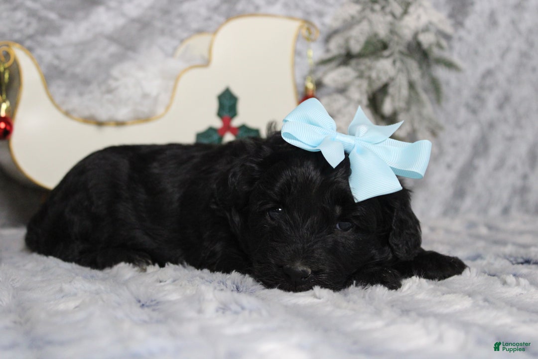 Aussiedoodle dogs for sale: Annika - Ad 7