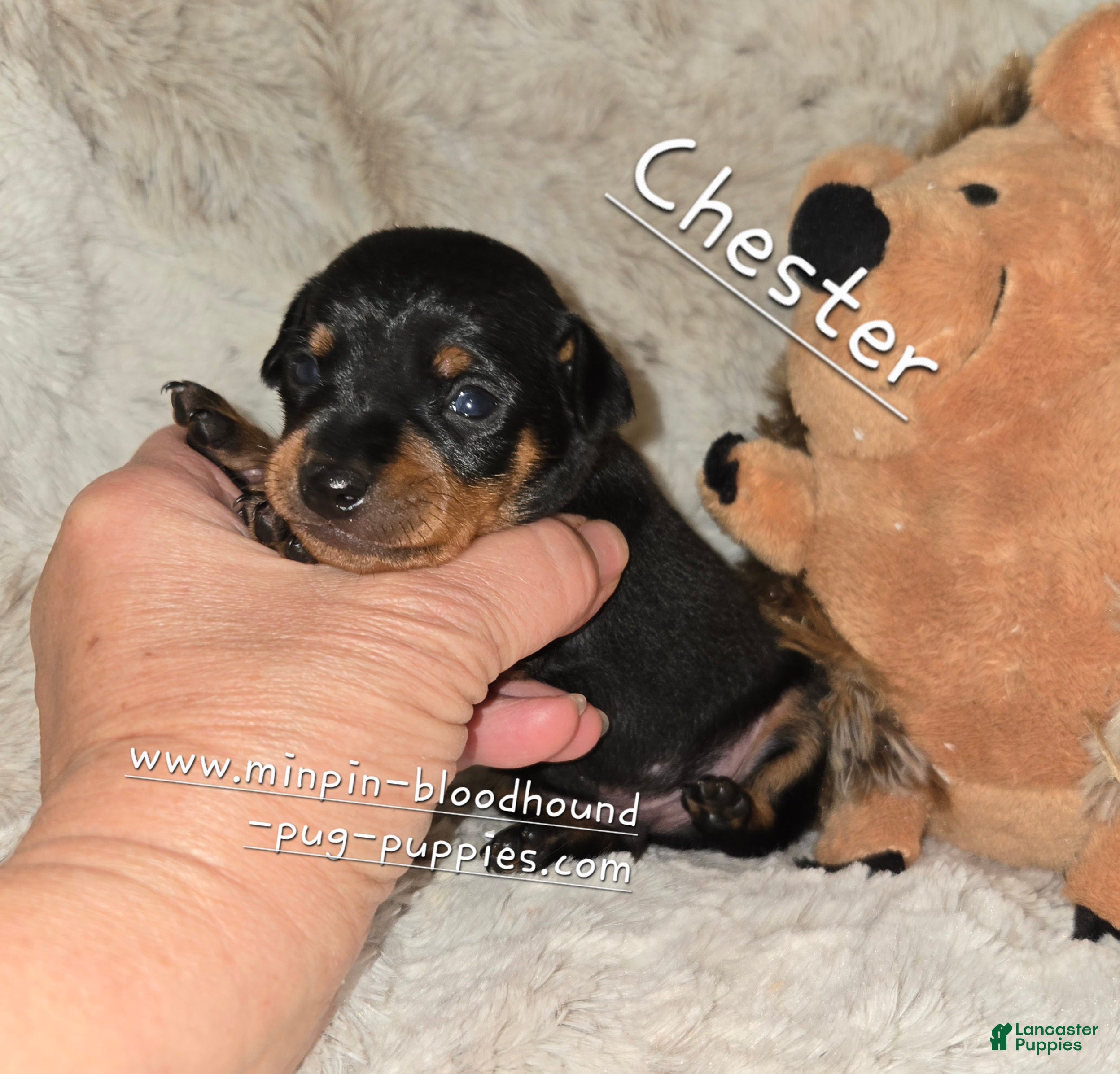 Miniature Pinscher dogs AKC Chester - Ad 6