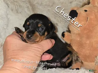 Miniature Pinscher dogs AKC Chester - Ad 8