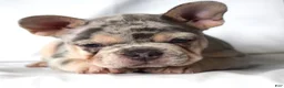 French Bulldog dogs for sale: Thea - Ad 1