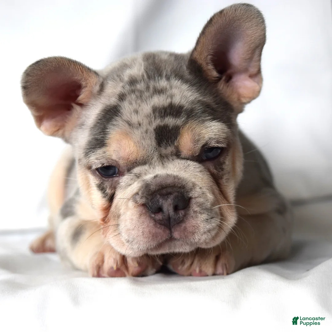 French Bulldog dogs for sale: Thea - Ad 1