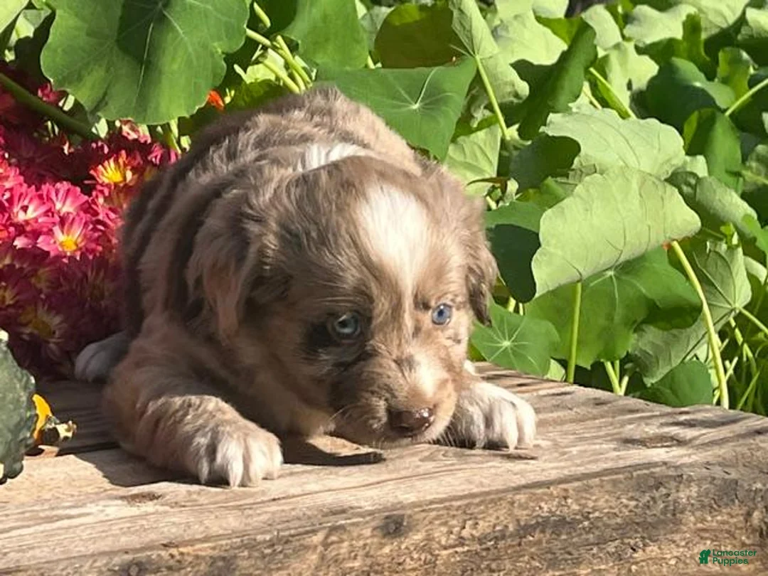 Mixed Breed dogs for sale: River - Ad 2
