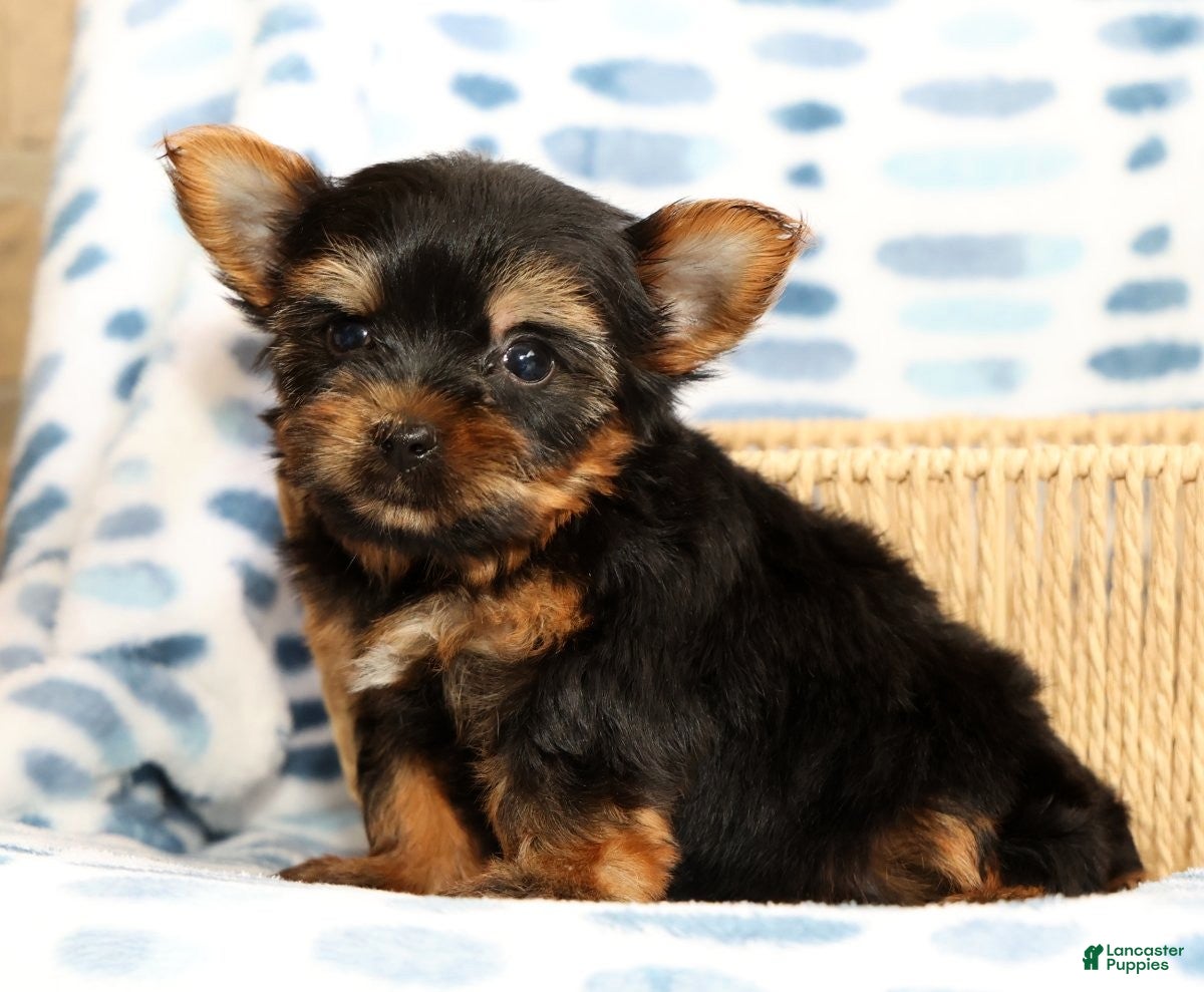 Yorkshire Terrier dogs Teddy - Ad 1