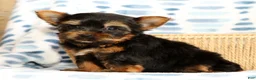 Yorkshire Terrier dogs for sale: Teddy - Ad 1