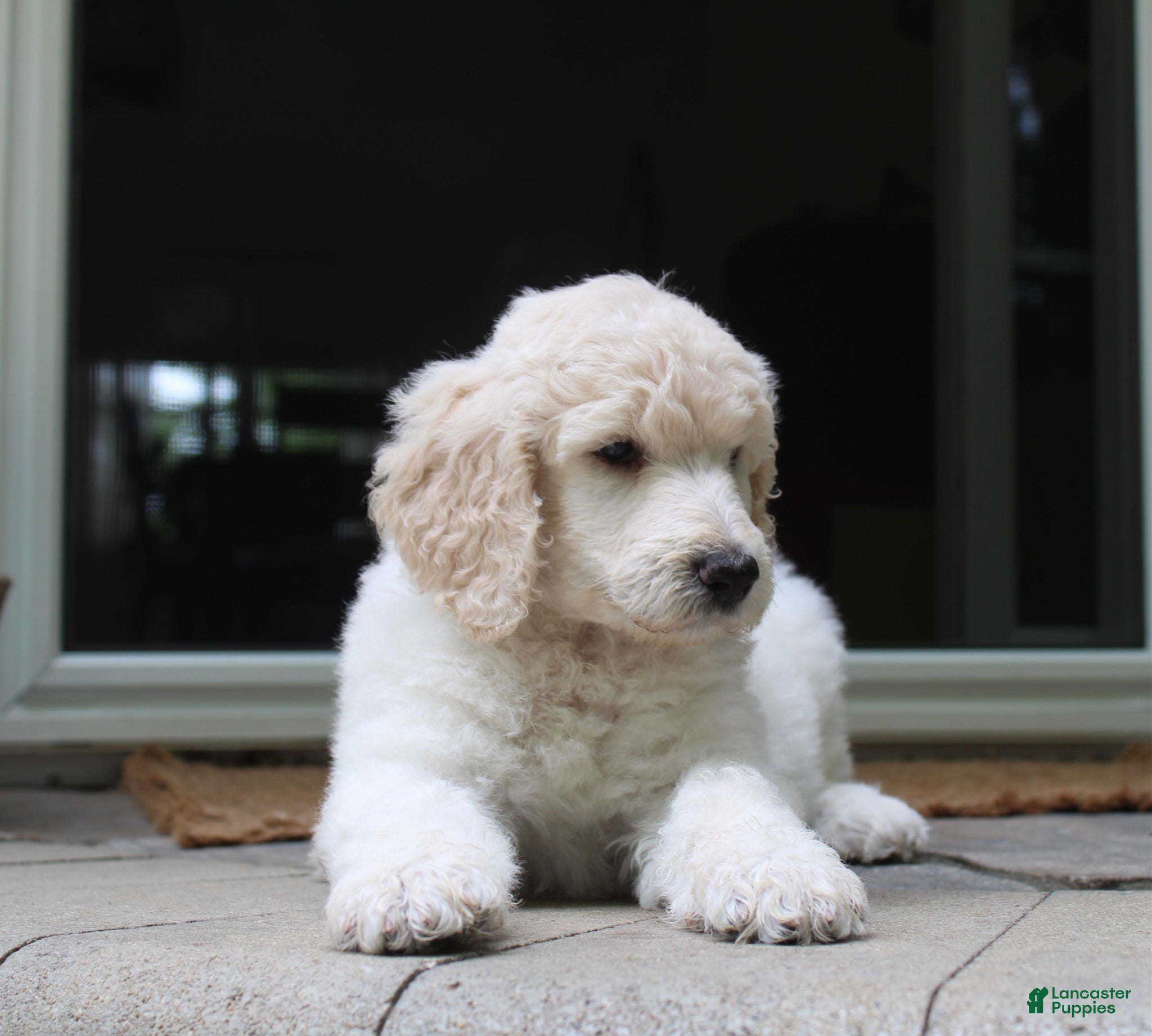 Standard Poodle dogs River AKC Standard Poodle  - Ad 1